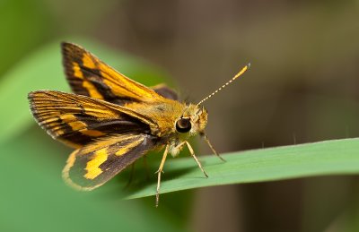 Skipper