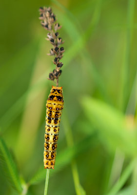 Chequered Swallowtail caterpillar