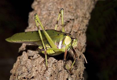 Katydid 2