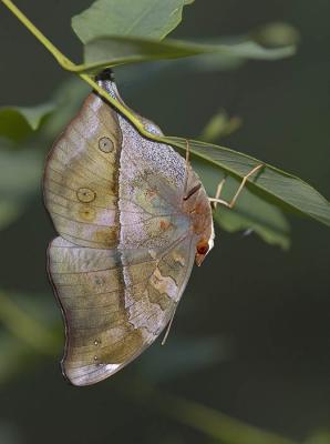 Gum Leaf Butterfly