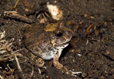 Ornate burrowing frog 1