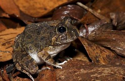 Ornate burrowing frog 2
