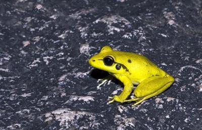 Stoney creek frog