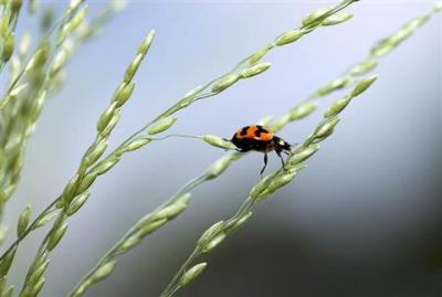 Ladybird - reach