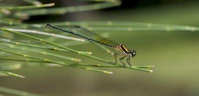 g4/12/668012/3/60587534.damsel.jpg