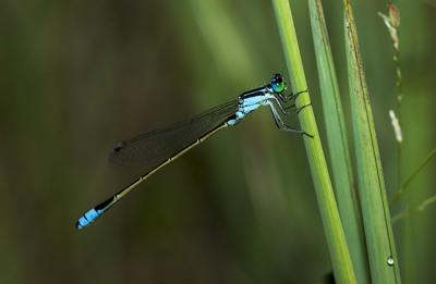 Damsel 2