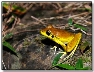 Male Stoney Creek Frog