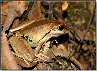 Female stoney creek frog