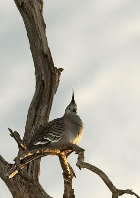 Crested Pigeon at dusk