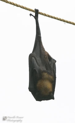 Bat on a rope