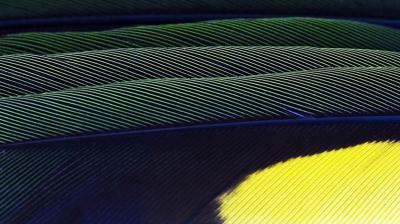 g4/12/668012/3/61277041.rainbowlorriewing.jpg