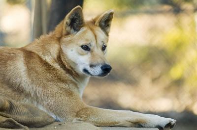 Dingo 1