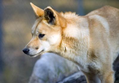 g4/12/668012/3/61511854.dingoconcentration.jpg