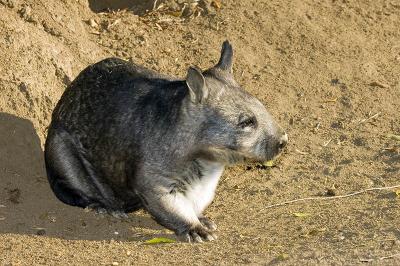 Southern Hairy Nosed Wombat