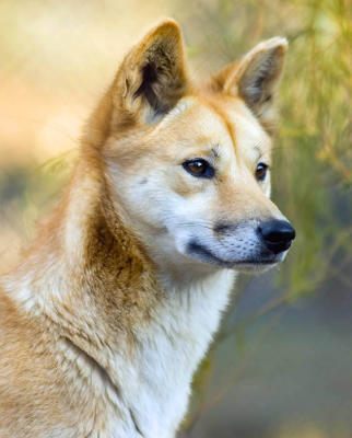 Dingo portrait
