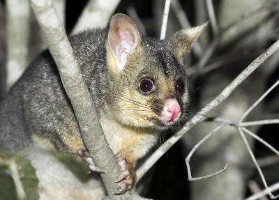 Female Brushtail Possum