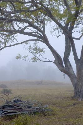 Misty morning 2