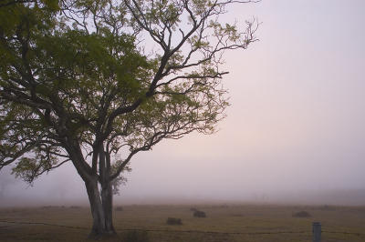 Misty morning 3
