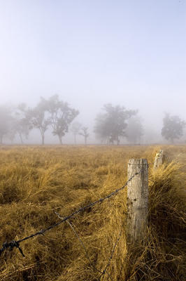 Misty morning 5