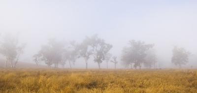 Misty morning 7