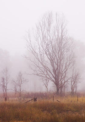 Misty morning 8