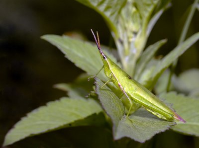 Longnose grasshopper