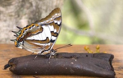 Tailed emperor feeding - Polyura sempronius