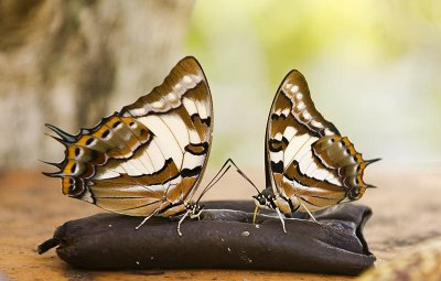 And then there were two - Polyura sempronius