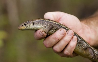 Land Mullet