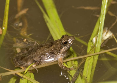 Crinia parinsignifera - the beeping froglet