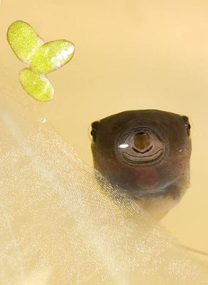 Litoria brevipalmata mouthparts