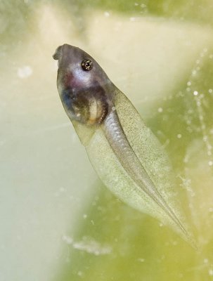Litoria brevipalmata tadpole 1