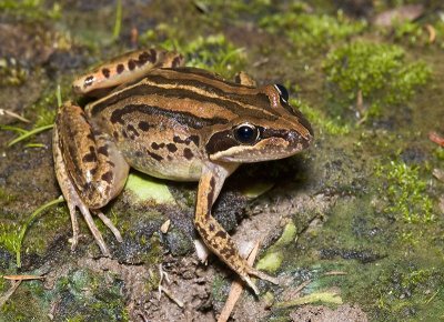 Limnodynastes peronii - striped marsh frog dorsal