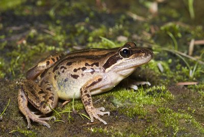 Limnodynastes peronii - striped marsh frog