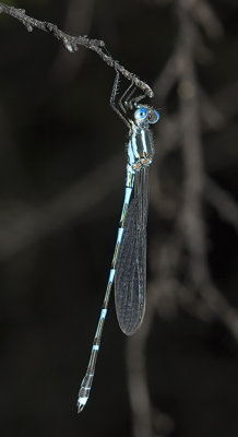 Austrolestes leda - Wandering ringtail