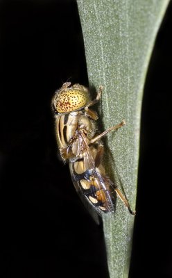 Eristalinus punctulatus - native drone fly (Syrphidae)