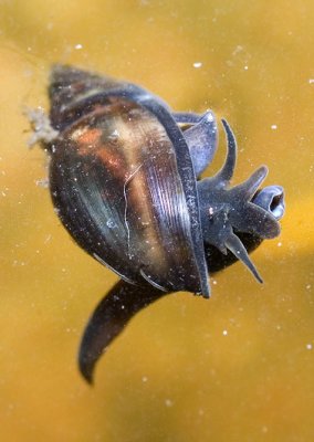 Physa acuta - freshwater snail - breathing 1