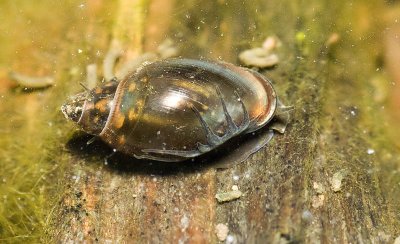 Physa acuta - Freshwater snail