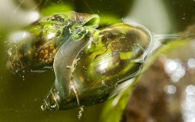 Physa acuta - Freshwater snail in cop