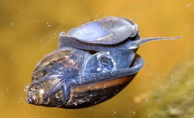 Physa acuta - Freshwater snail - breathing 3