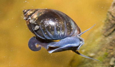 Physa acuta - Freshwater snail - coming to the surface