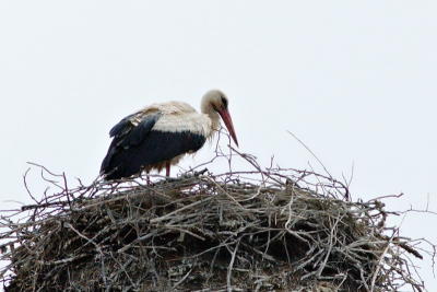 The stork had it's nest there