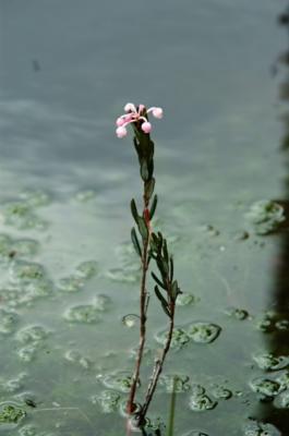 some flowers come up from the water