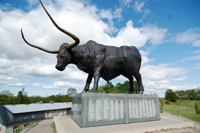 ox is the symbol of Rakvere town