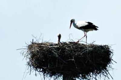 In Permis village there was a stork with it's nestling