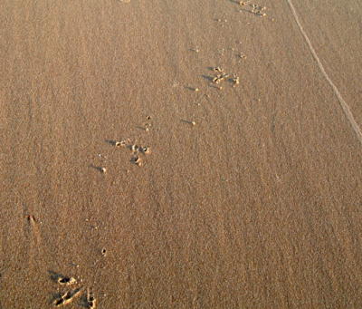 with some tracks on the beach