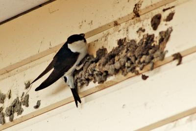 a swallow was building it's nest
