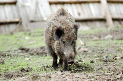 wild boars