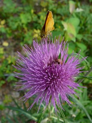 Butterfly on thistle.jpg
