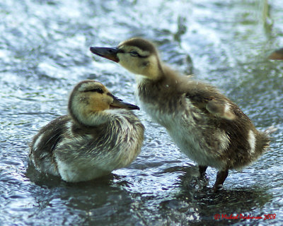 Mallards  09689 copy.jpg